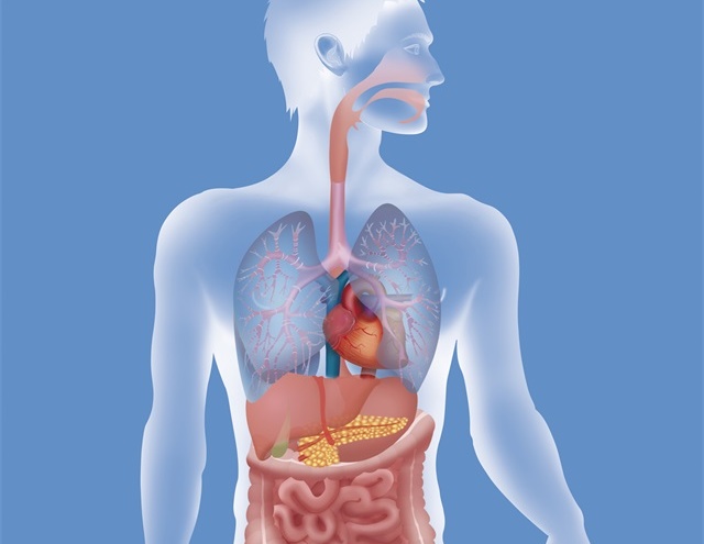 身体器官、身体结构、器官、内脏-康兴医疗器械官网